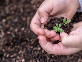 园林花卉工作与花卉预防虫害的实践与探索花卉预防虫害用什么药